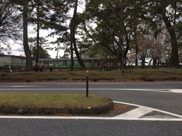 奈良公園1